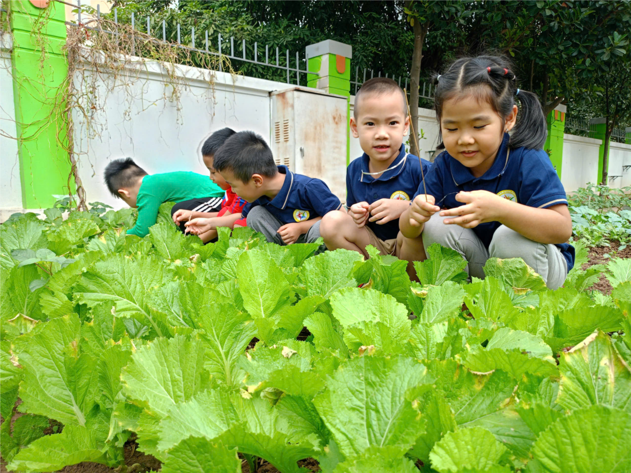 Thăm vườn rau cùng các bé lớp Alvin 1 nhé!